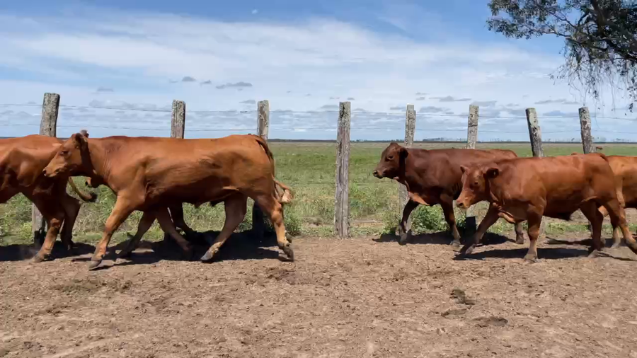 Lote 40 Novillitos en Santo Tomé, Corrientes