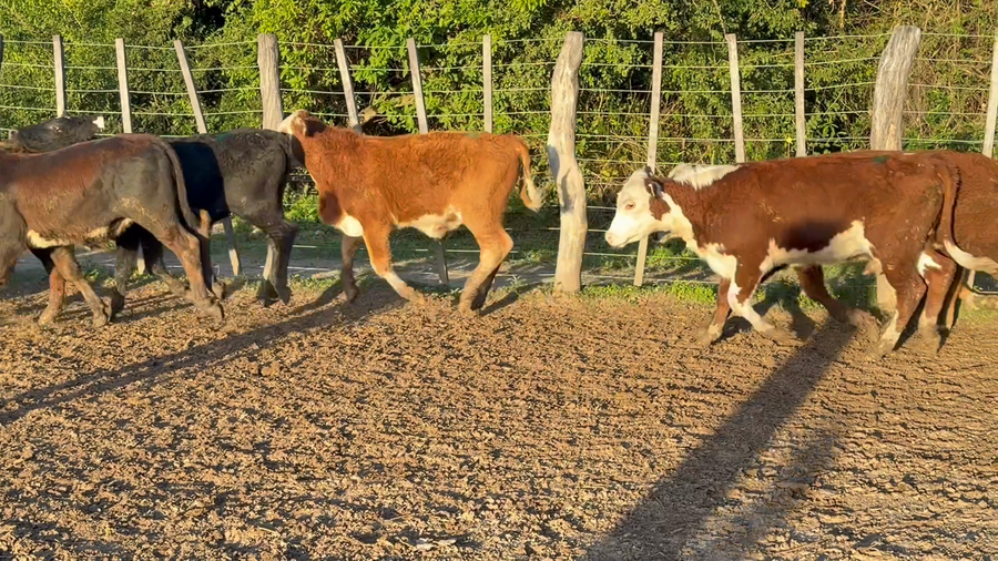 Lote 80 Terneros/as