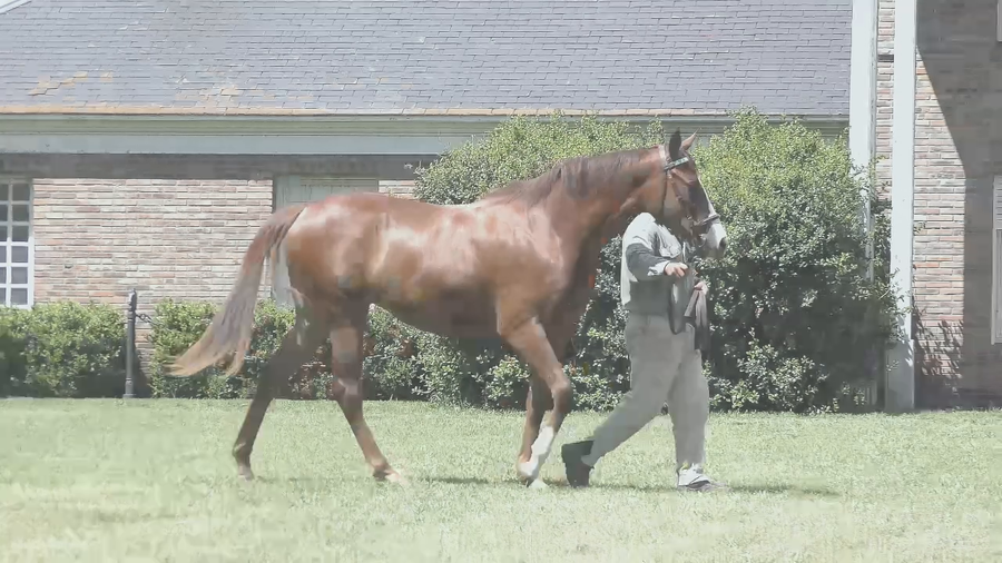 Lote LADY ANNIKA (IN THE DARK -  ALISSON)