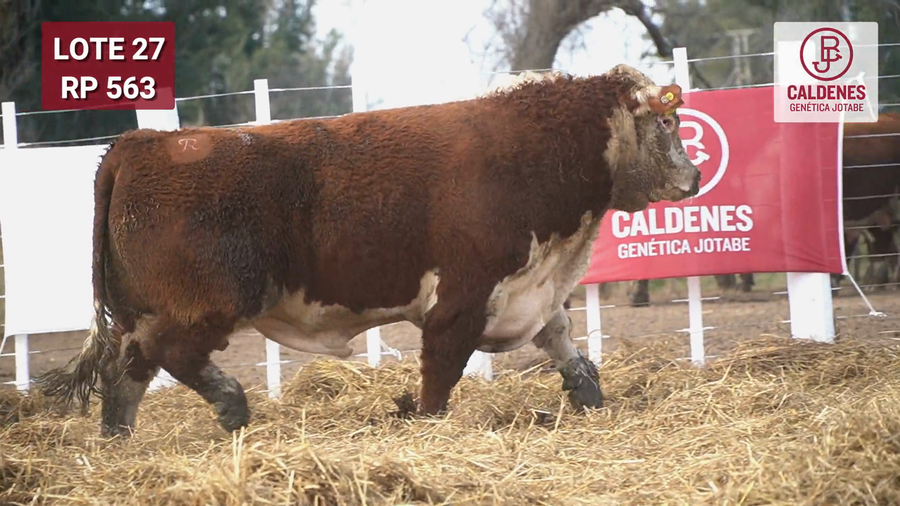Lote Toro PR