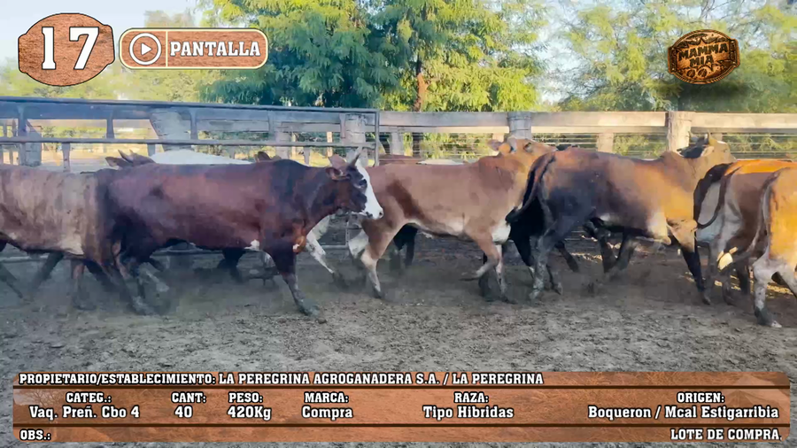 Lote LOTE 17 - POR PANTALLA