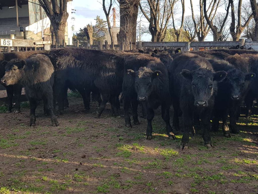 Lote 40 Terneros en Gral. Lamadrid, Buenos Aires