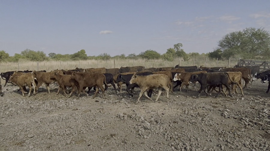 Lote 110 Terneros/as