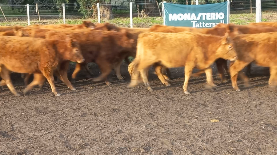 Lote 50 Terneras en Daireaux