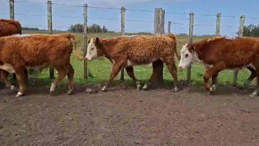 Lote TERNEROS