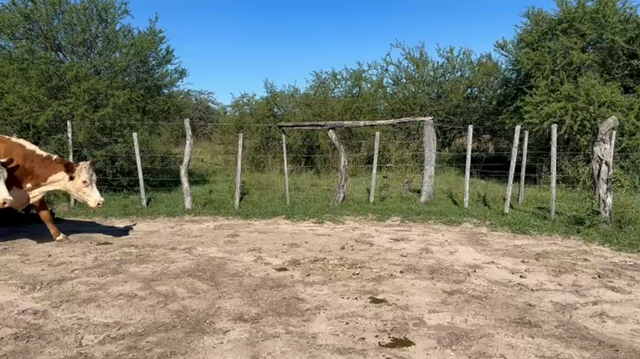 Lote 25 Vacas de invernar