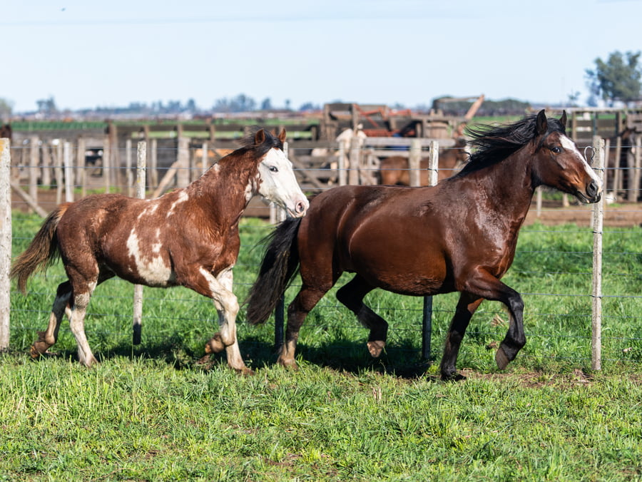 Lote CHACRA VIEJA VIDALA