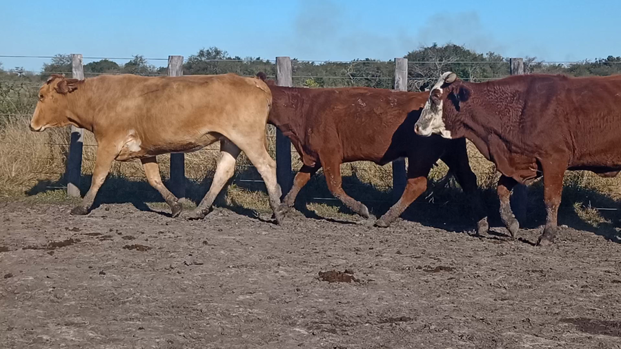 Lote 46 Vacas de invernar en Corrientes, Curuzu Cuatia