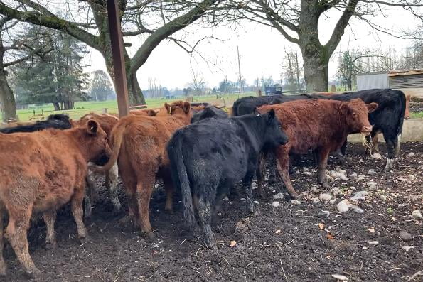 Lote 20 Novillo Engorda en San Pablo, X Región Los Lagos