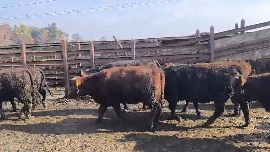 Lote 20 Vaquilla Gorda en Los Ángeles, VIII Región Biobío