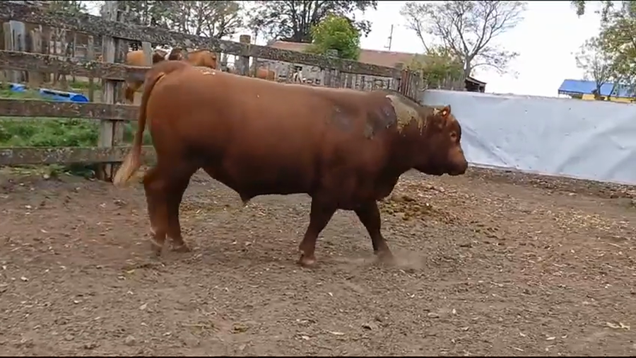Lote TORO PO -
