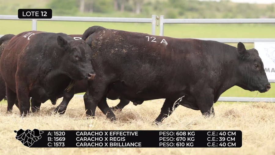 Lote Lote 12