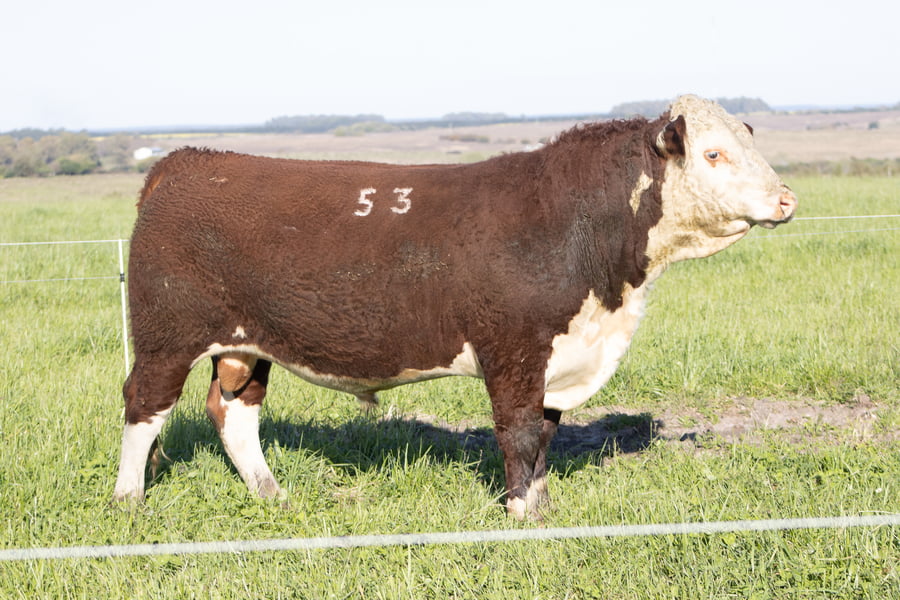 Lote 2