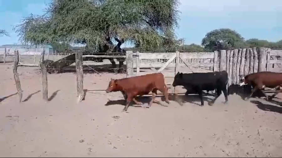 Lote 70 Terneros en Federal, Entre Ríos