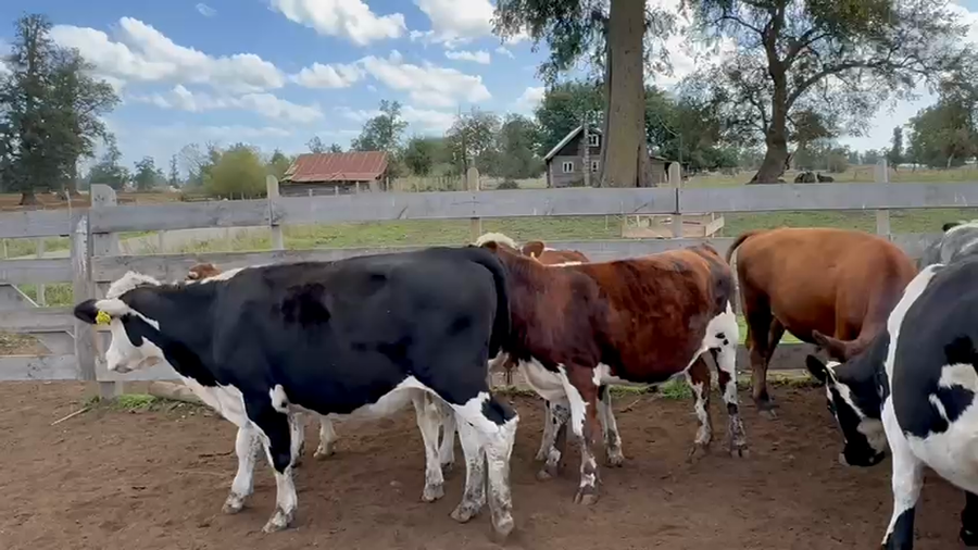 Lote 70 Novillo Engorda en Osorno, X Región Los Lagos