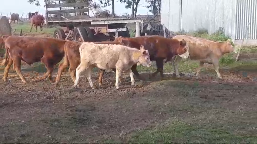 Lote (Vendido)6 Terneros y Terneras CRUZAS a remate en #49 Pantalla Carmelo 265kg -  en COLONIA ARRUE
