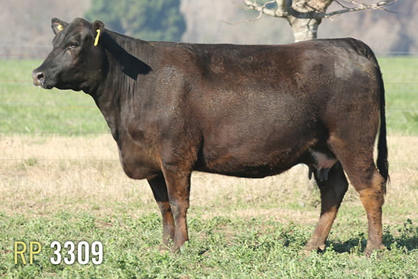 Lote 3 VACAS PREÑADAS PURAS DE PEDIGREE