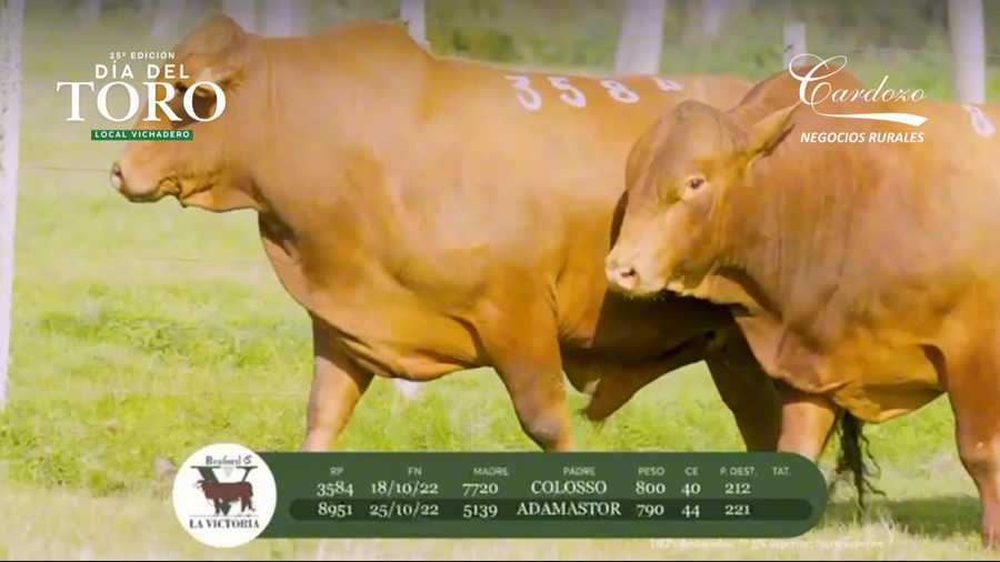 Lote Cabaña la victoria - Braford