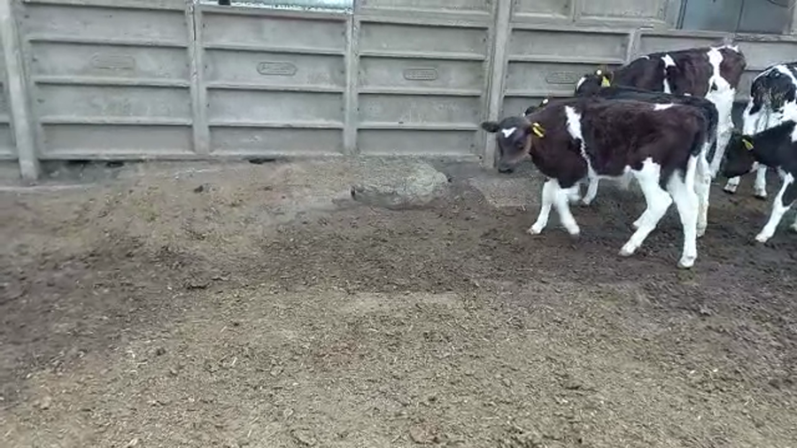 Lote 14 Terneros Holando Argentino en Brinkmann, Córdoba