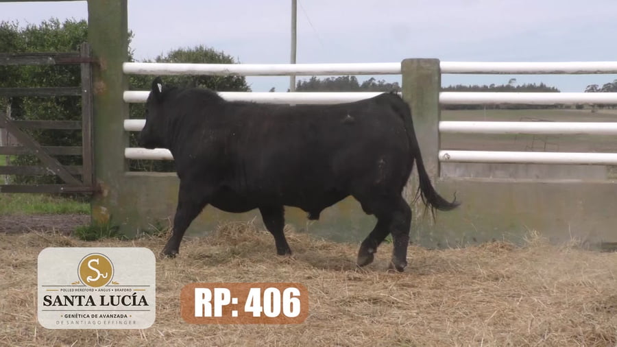 Lote Angus
