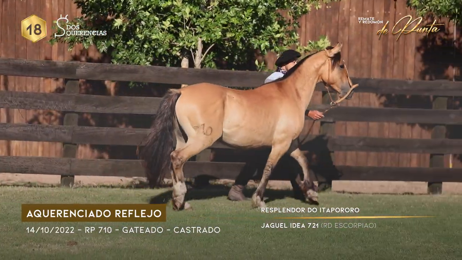 Lote AQUERENCIADO REFLEJO