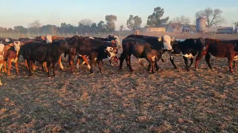 Lote 42 Terneros Braford y cruzas británicas en Esperanza, Santa Fe