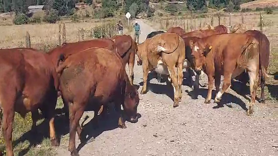 Lote 70 Novillo Engorda en Mariquina, XIV Región Los Ríos