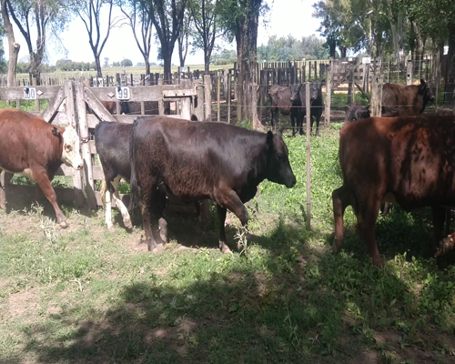 Lote 11 Vaquillonas en Gral. Lamadrid, Buenos Aires