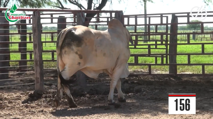 Lote Brahman