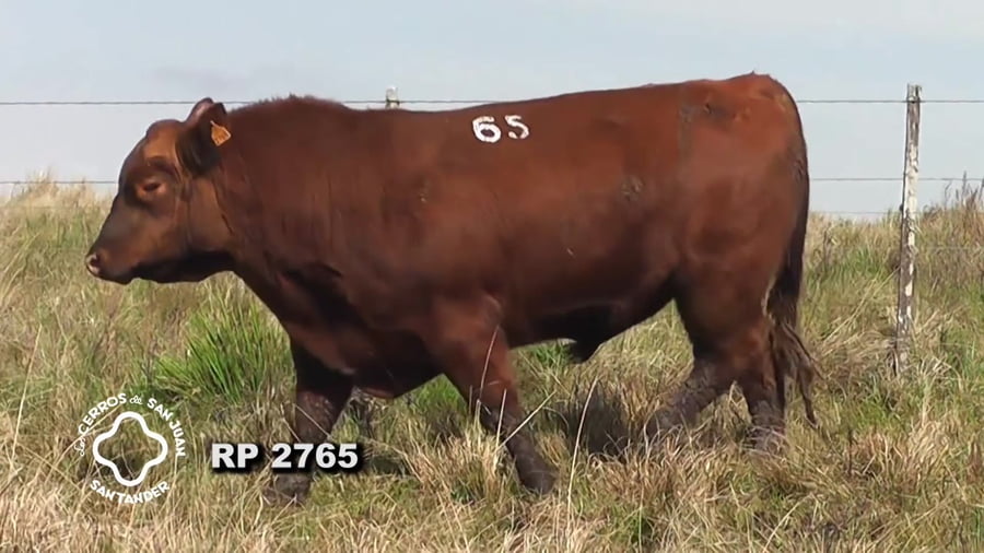 Lote Toro Red Angus SA de 3 años