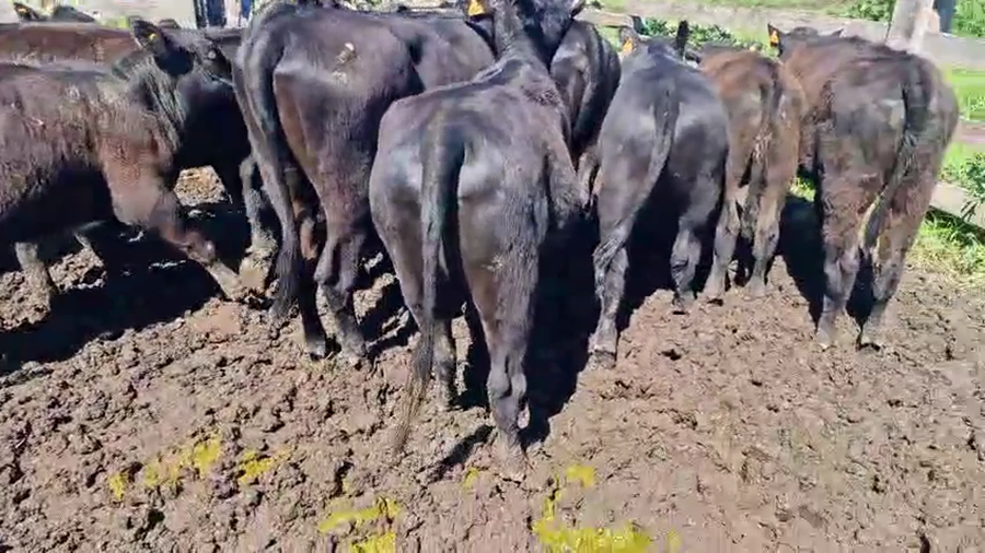 Lote 11 Vaquillonas  a remate en Pantalla Camy, San José