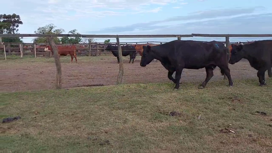Lote 57 Vacas CUT preñadas