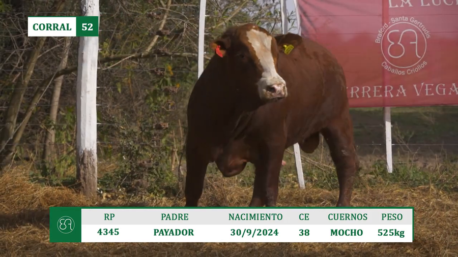 Lote TOROS BRAFORD A VENTA EN HERSILIA 2026