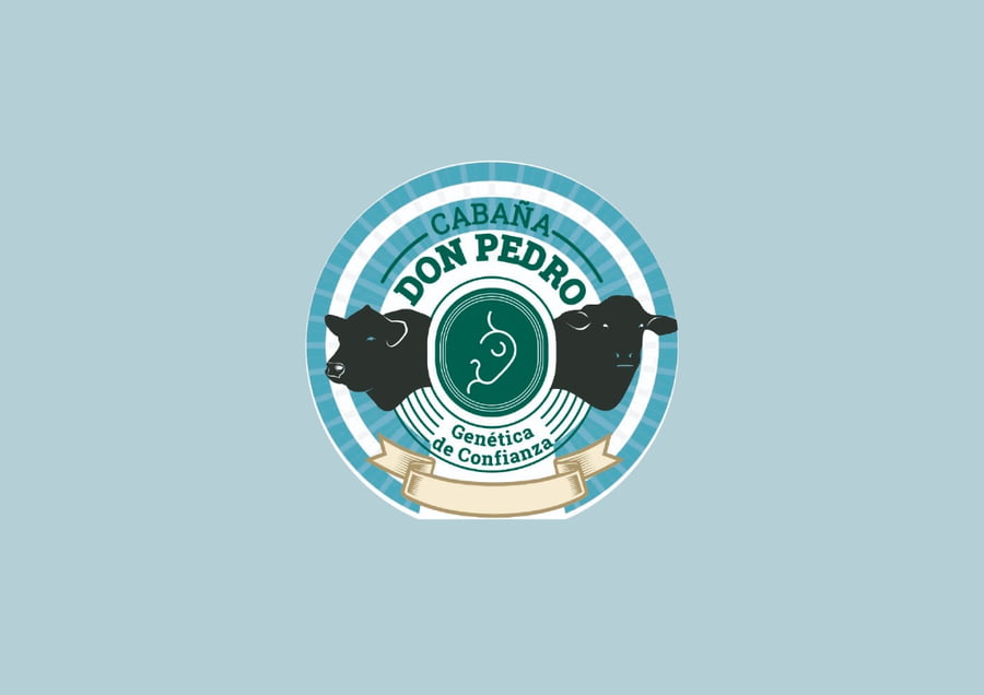 Lote Toros  Angus -  Don Pedro