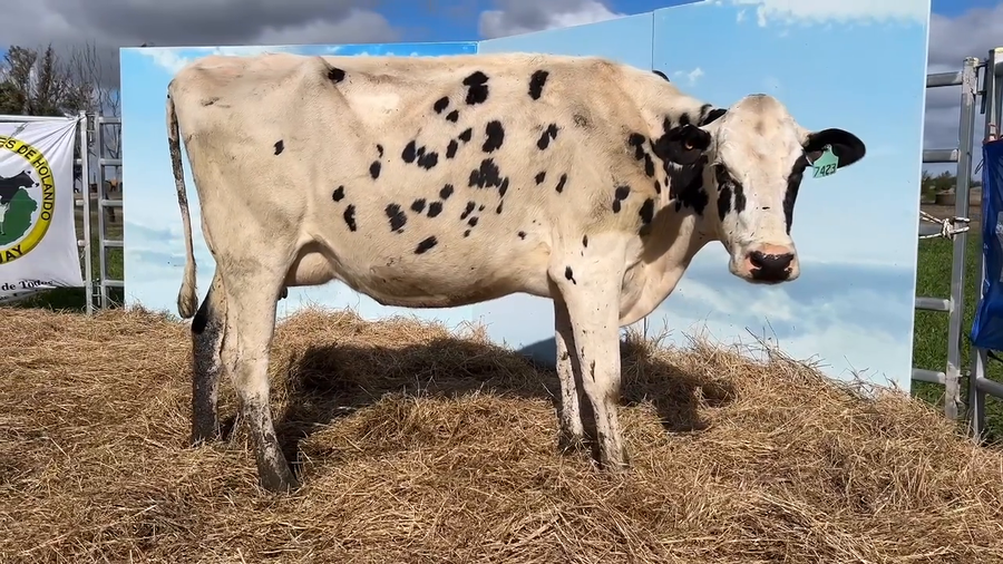 Lote VACAS PARIDAS CABAÑA MANGADO