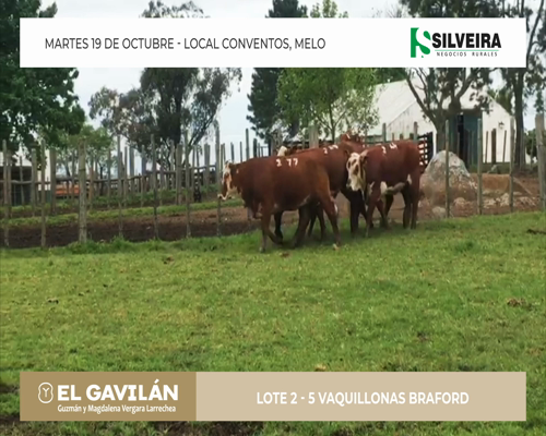Lote 5 Vaquillonas Braford - Cabaña El Gavilán (lote 2)