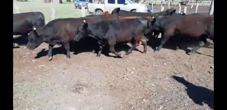 Lote 30 Novillitos en Villaguay, Entre Ríos