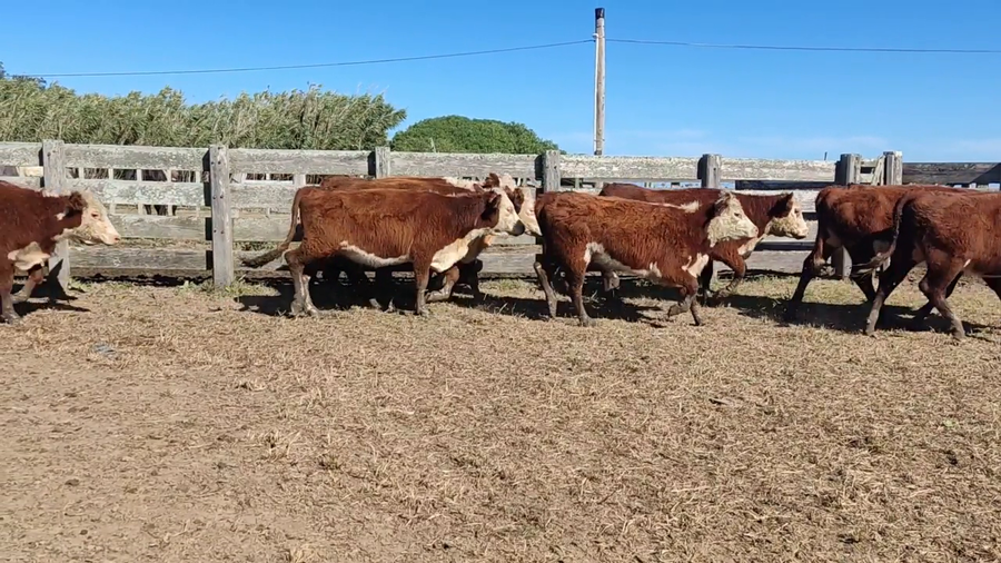 Lote Suc Dario Lopez - Jaso y Jaso