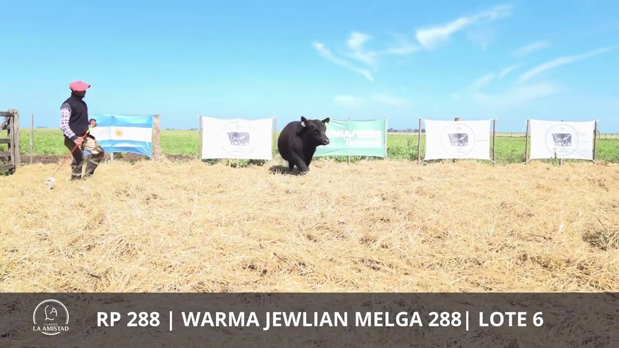 Lote TOROS PUROS DE PEDIGREE