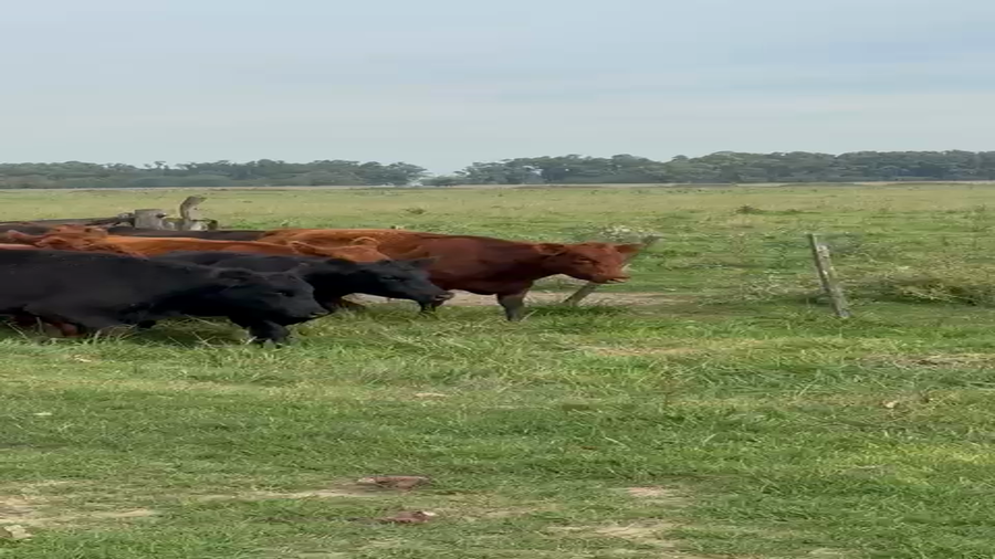 Lote 202 Vaquillonas preñadas en Buenos Aires, Cañuelas