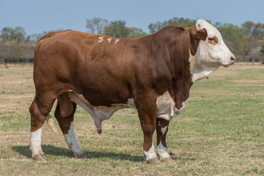 Lote Corral 6/7/8 - CABAÑA ESTANCIA VIEJA