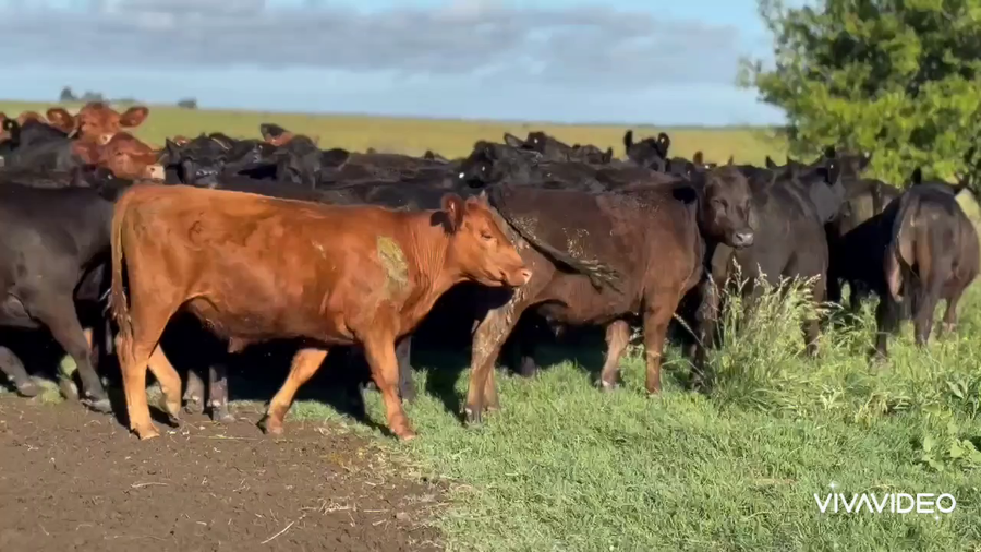 Lote 53 Novillitos