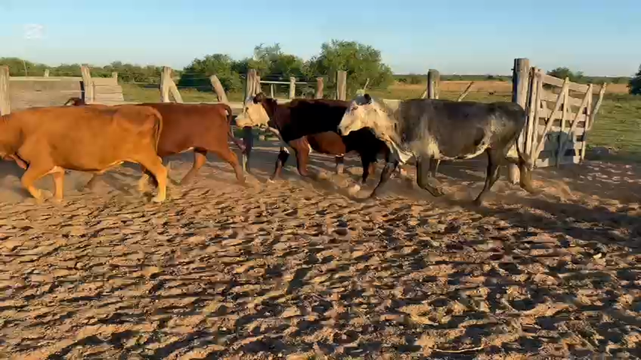 Lote 21 Vacas de invernar