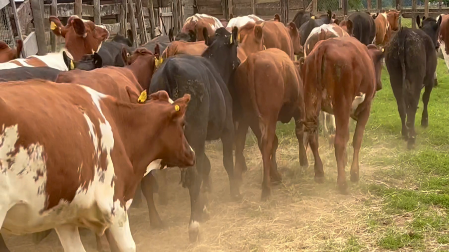 Lote 55 Vaquilla Engorda en Río Bueno, XIV Región Los Ríos