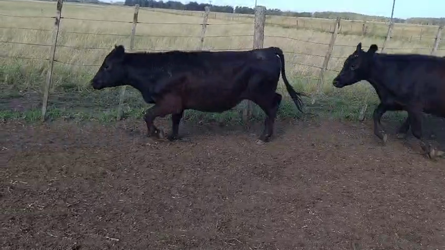Lote 44 Novillitos en Coronel Vidal