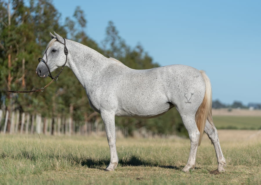 Lote UNA PREÑEZ A ELEGIR FESTEJO 1061 MAUFER