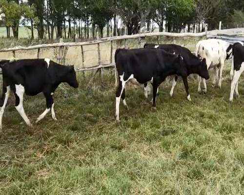 Lote TERNEROS HOLANDO