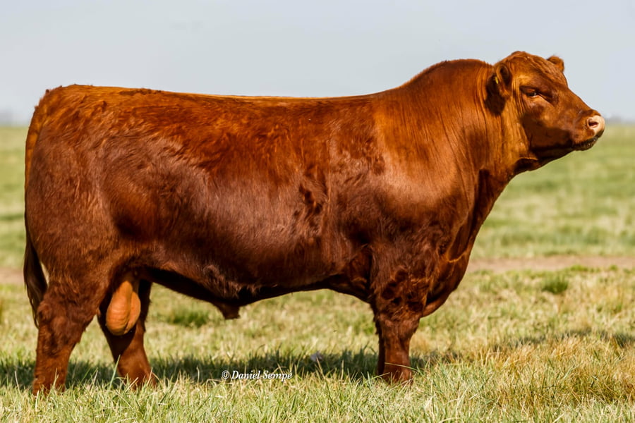 Lote TORO COLORADO PP