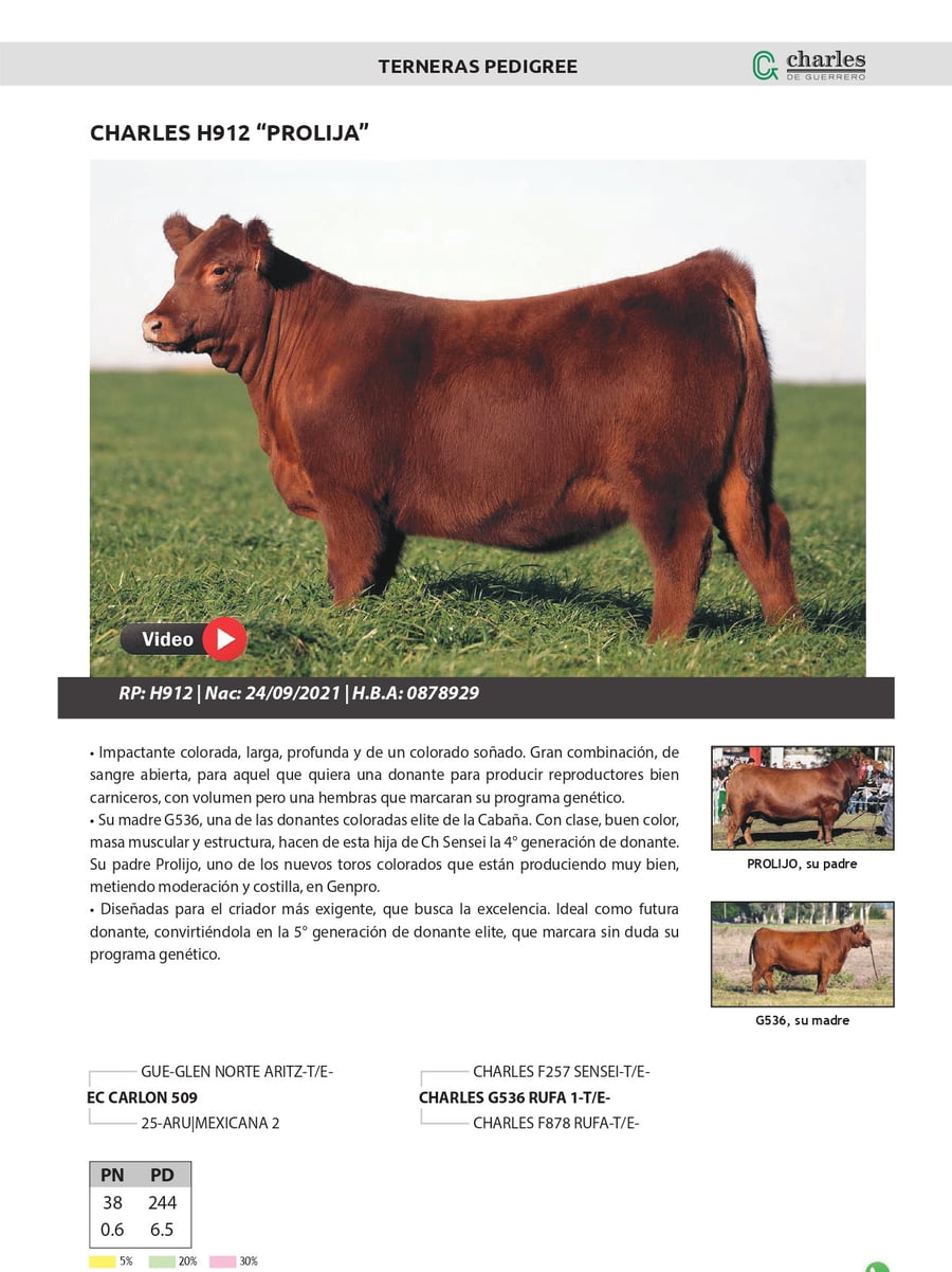 Lote Terneras