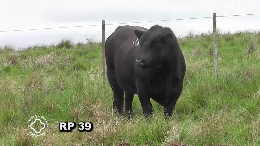 Lote Toro 3 años | S.A.